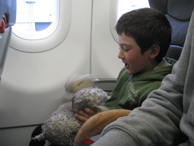 plane ride home - lambs